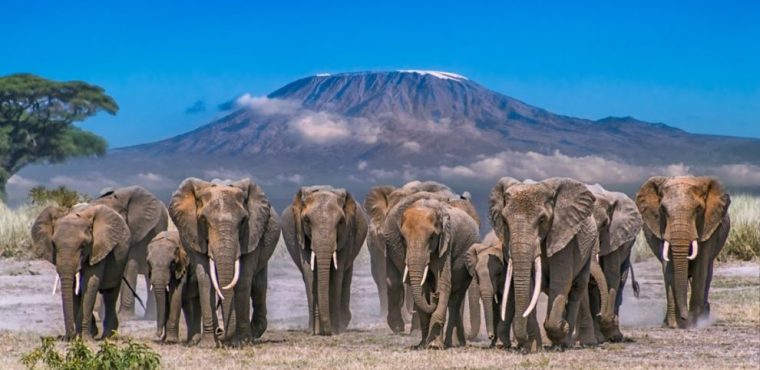 Amboseli