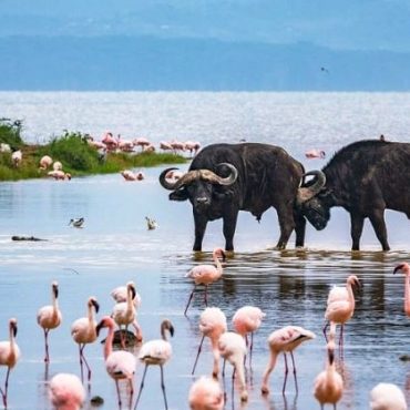 lake Nakuru