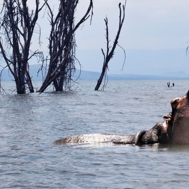 lake Naivasha